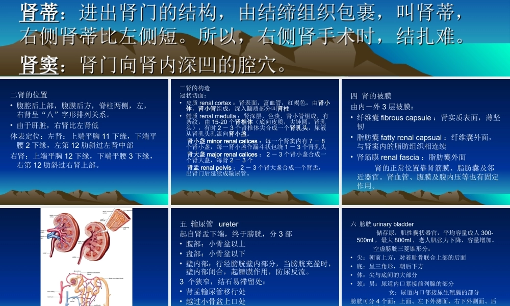 泌尿系统(1)(1).ppt