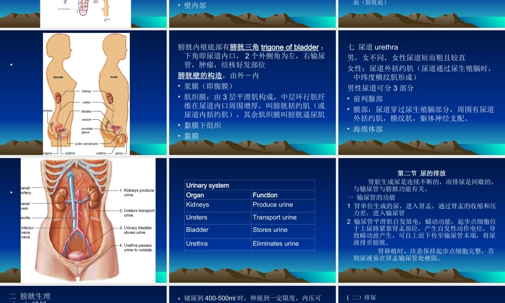 泌尿系统(1)(1).ppt