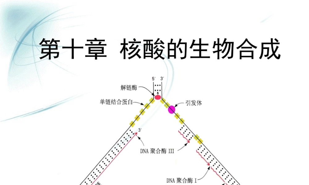 第十章核酸的生物合成 (2).ppt