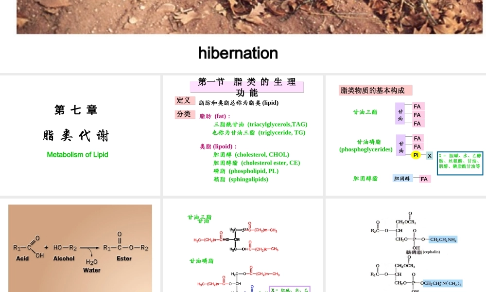 07第七章脂代谢.ppt