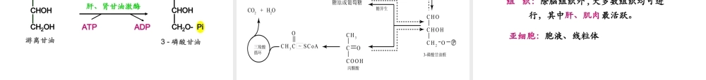 07第七章脂代谢.ppt