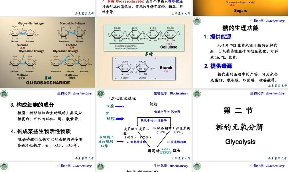 Chapter 5 糖代谢.ppt