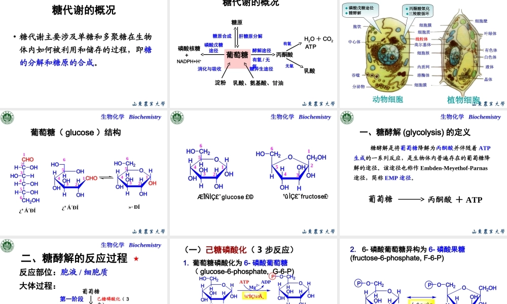 Chapter 5 糖代谢.ppt