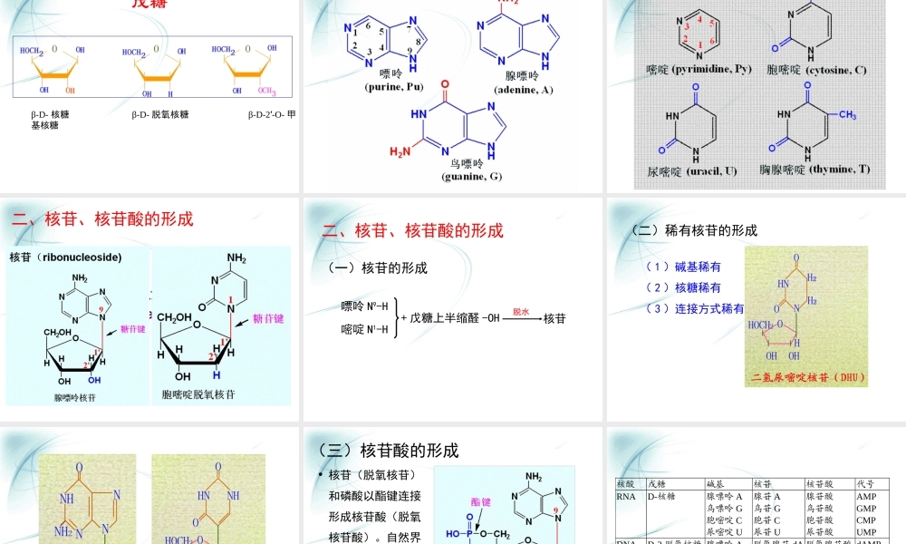 第一章核酸化学.ppt