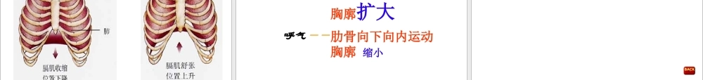 发生在肺内的气体交换(用).ppt