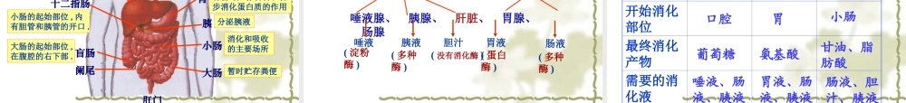 人教版七年级下册生物总复习课件.ppt
