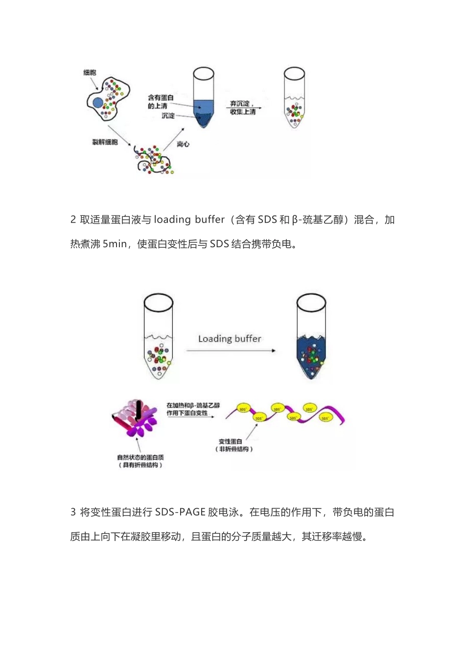Protocol集中营你值得拥有！.docx_第2页