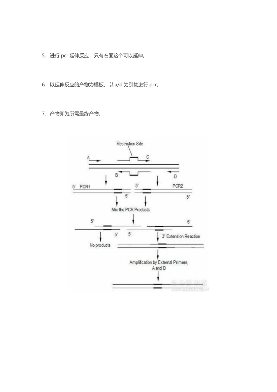 重叠延伸PCR实验.pdf_第2页