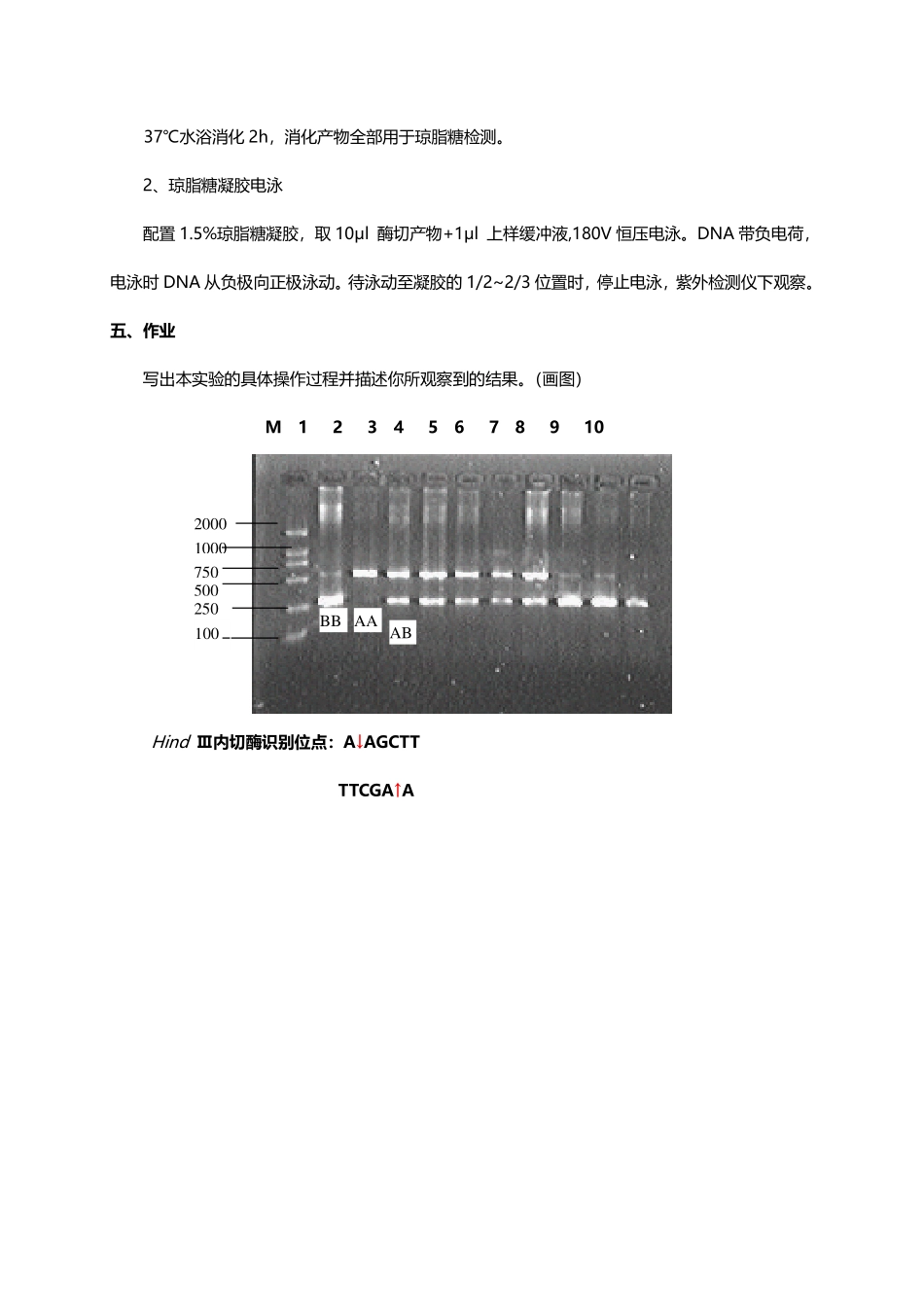 限制性片段长度多态性实验（RFLP）(1).pdf_第2页