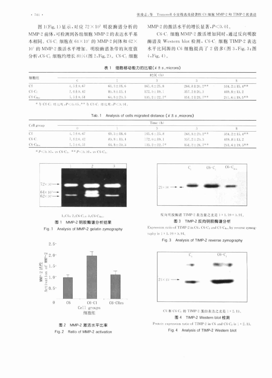 Transwell小室筛选高侵袭性C6细胞MMP2和TIMP2的表达(1).pdf_第3页