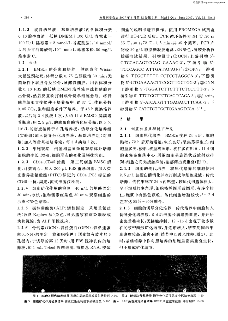 大鼠MSCs的培养鉴定及向成骨细胞诱导分化研究(1).pdf_第2页