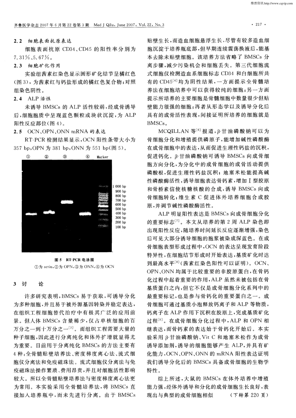 大鼠MSCs的培养鉴定及向成骨细胞诱导分化研究(1).pdf_第3页