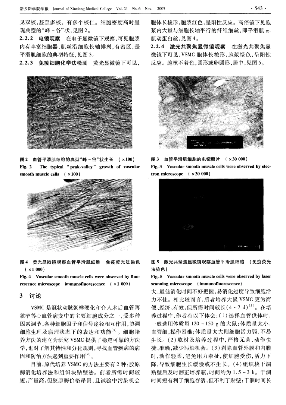 改良组织块贴壁法培养大鼠主动脉平滑肌细胞及鉴定(1).pdf_第3页