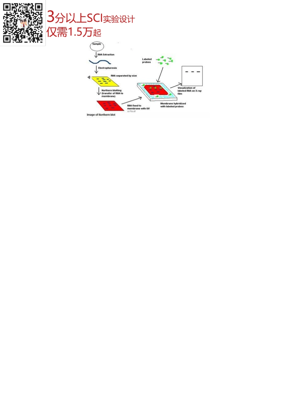 核酸检测篇8-Northern blot(1).pdf_第3页