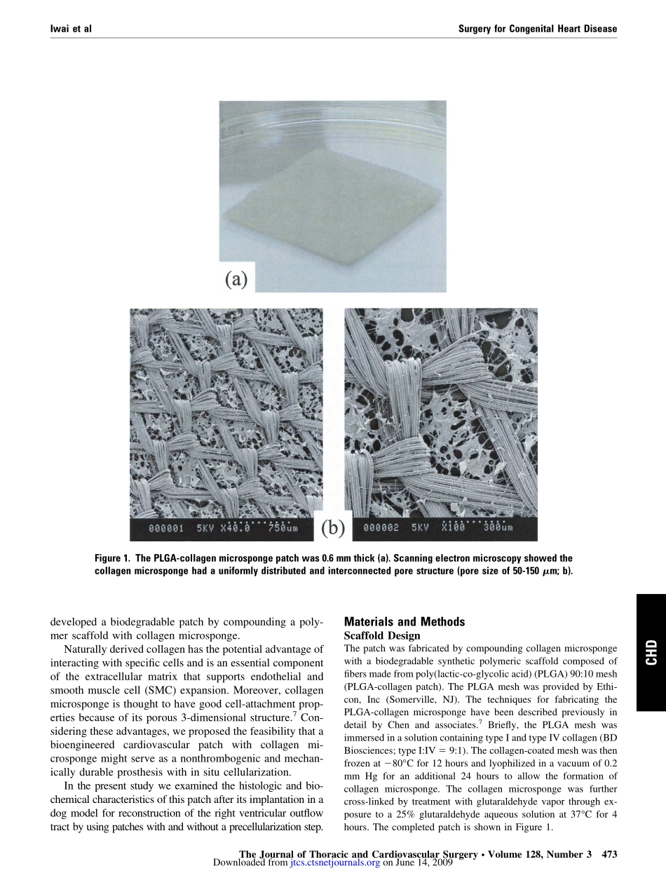生物降解高分子胶原海绵作为一种新的生物工程心血管修复材料.pdf_第3页