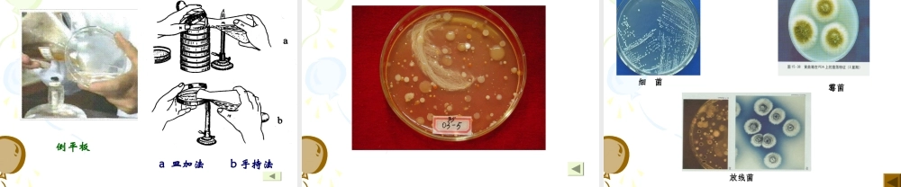 实验一（二）土壤中微生物的分离纯化及观察.ppt