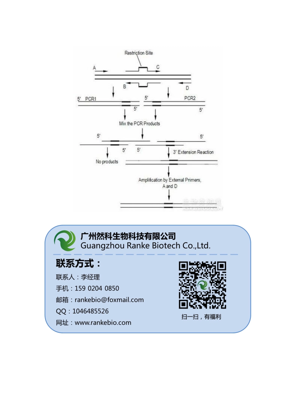 重叠延伸PCR实验.docx_第2页