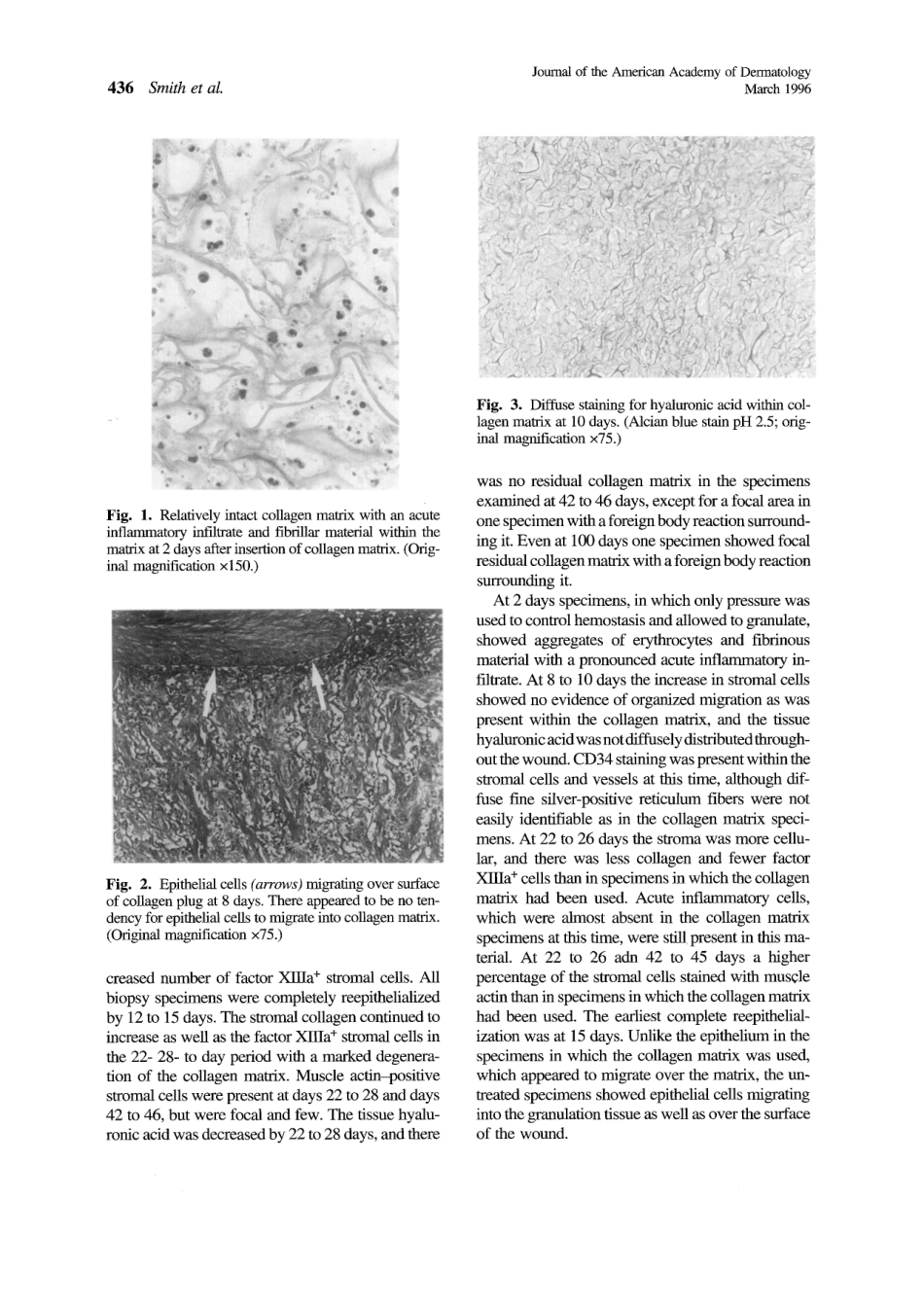 组织学及免疫功能其中牛胶原基质用于止血.pdf_第3页