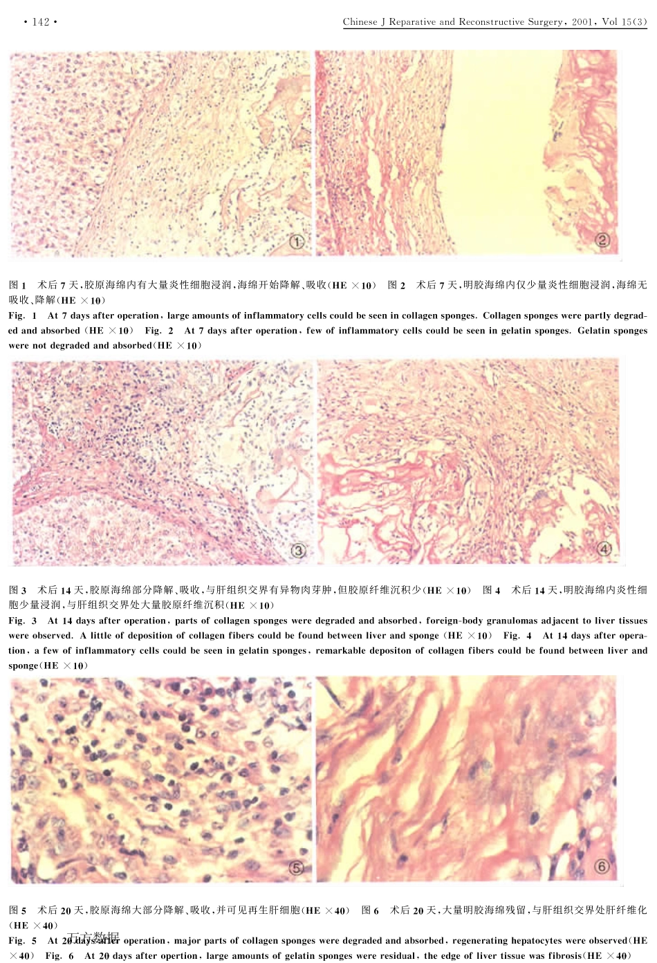 胶原海绵止血功能的实验研究.pdf_第3页