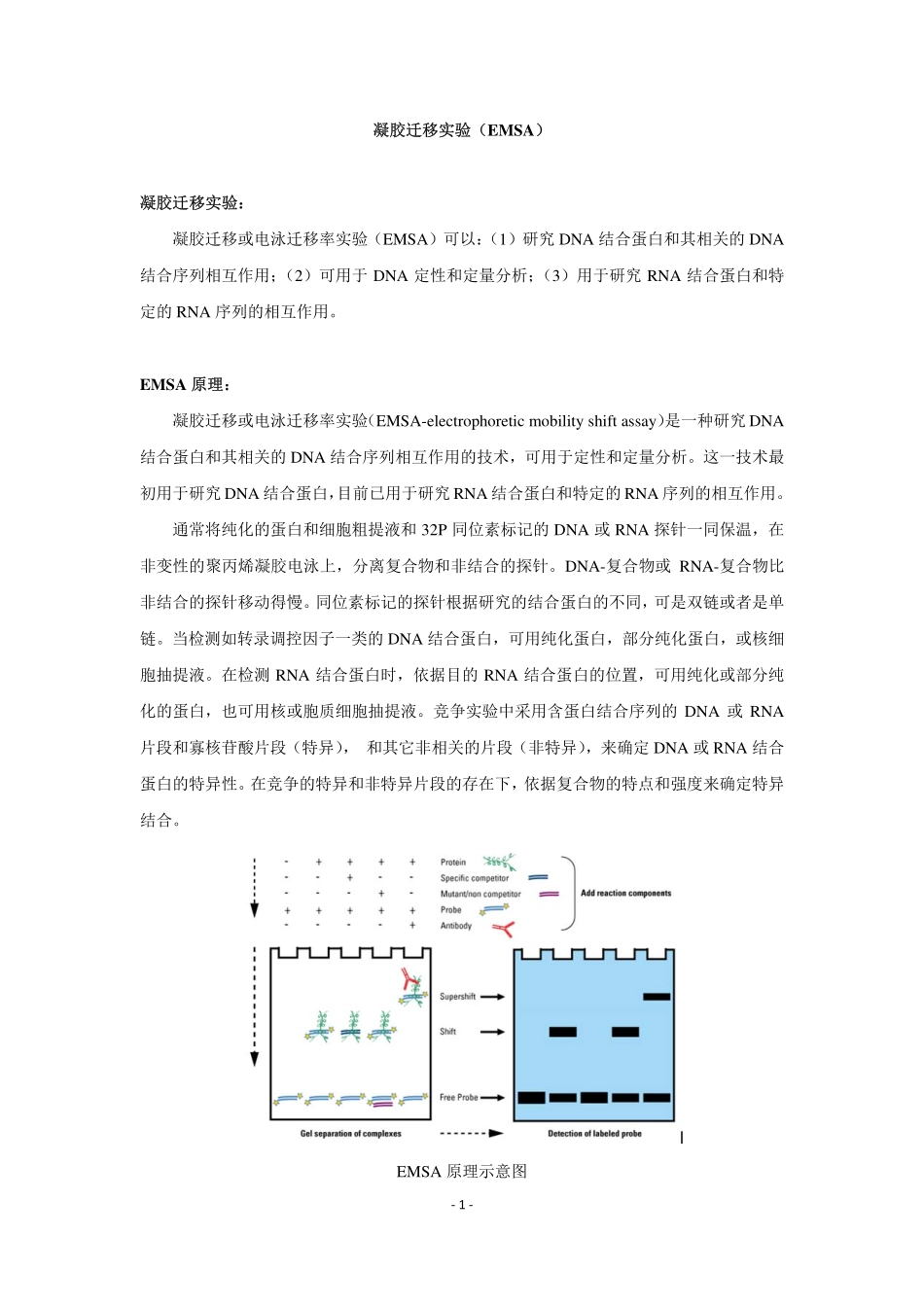凝胶迁移实验-EMSA(1).pdf_第1页