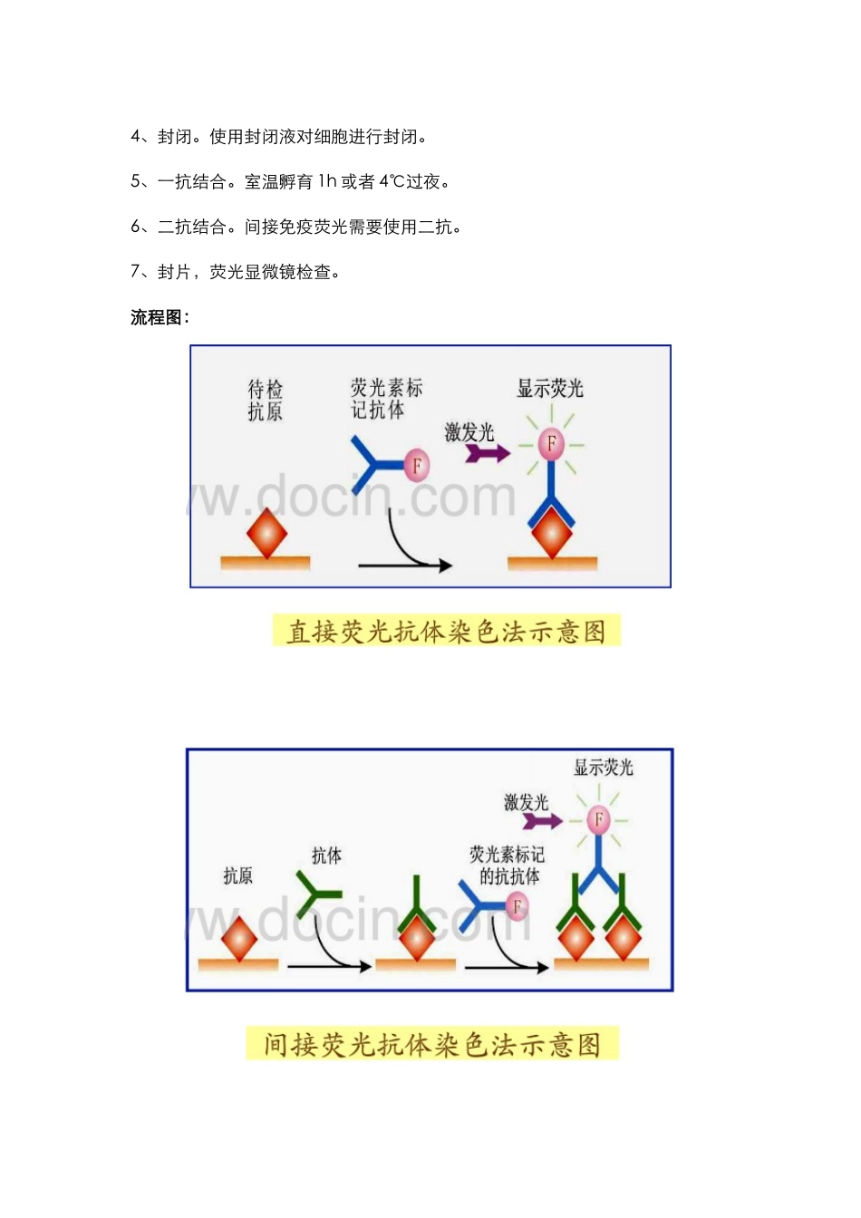 蛋白检测篇3-免疫荧光技术(1).docx_第2页