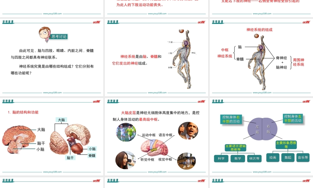 第二节 神经系统的组成.ppt