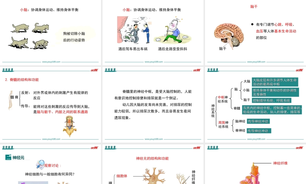 第二节 神经系统的组成.ppt