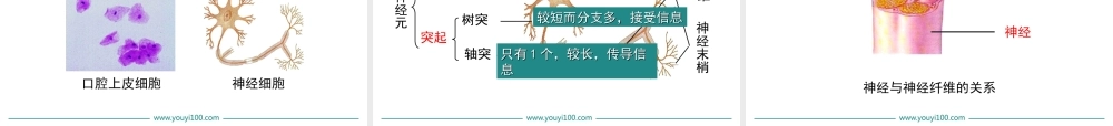 第二节 神经系统的组成.ppt