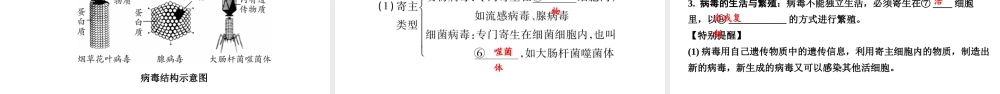第3讲细菌、真菌和病毒.ppt