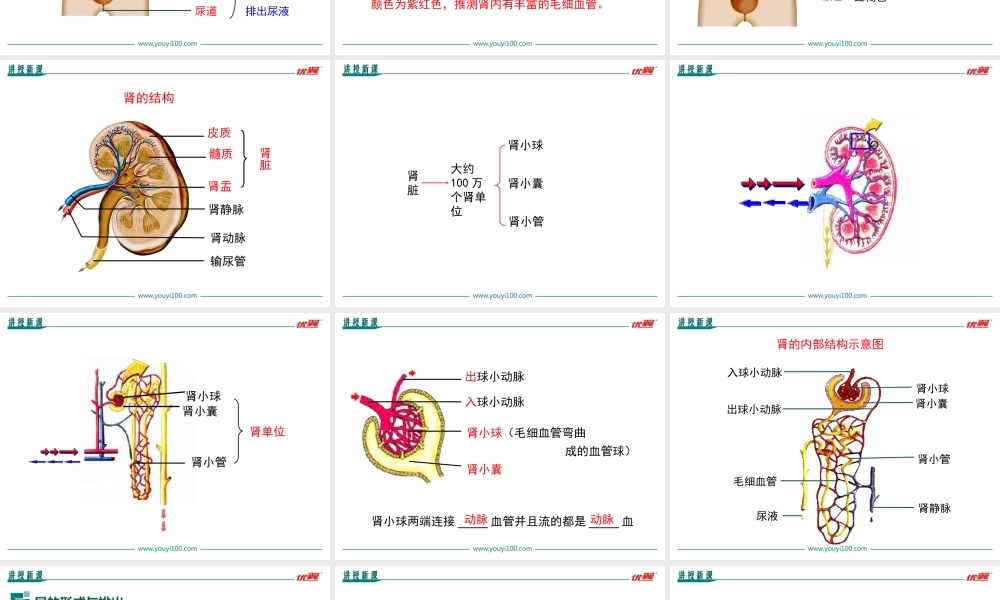 第五章 人体内废物的排出.ppt