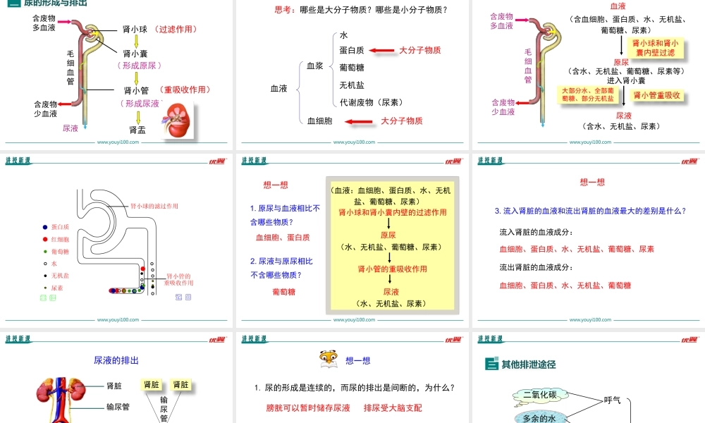第五章 人体内废物的排出.ppt