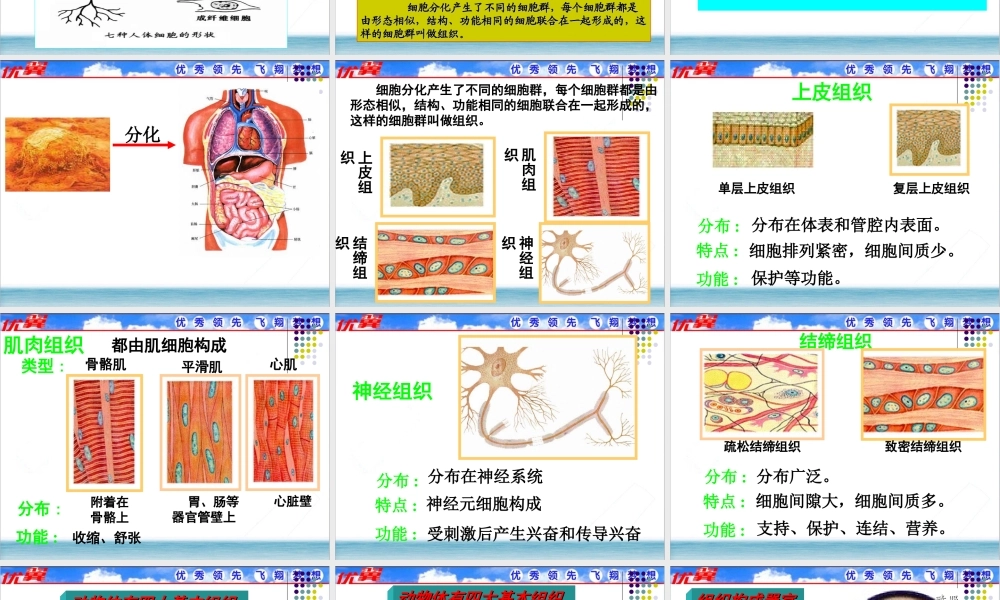 第二节 动物体的结构层次 (2).ppt