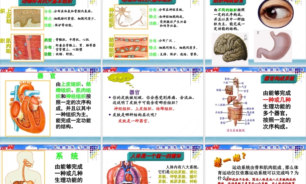 第二节 动物体的结构层次 (2).ppt