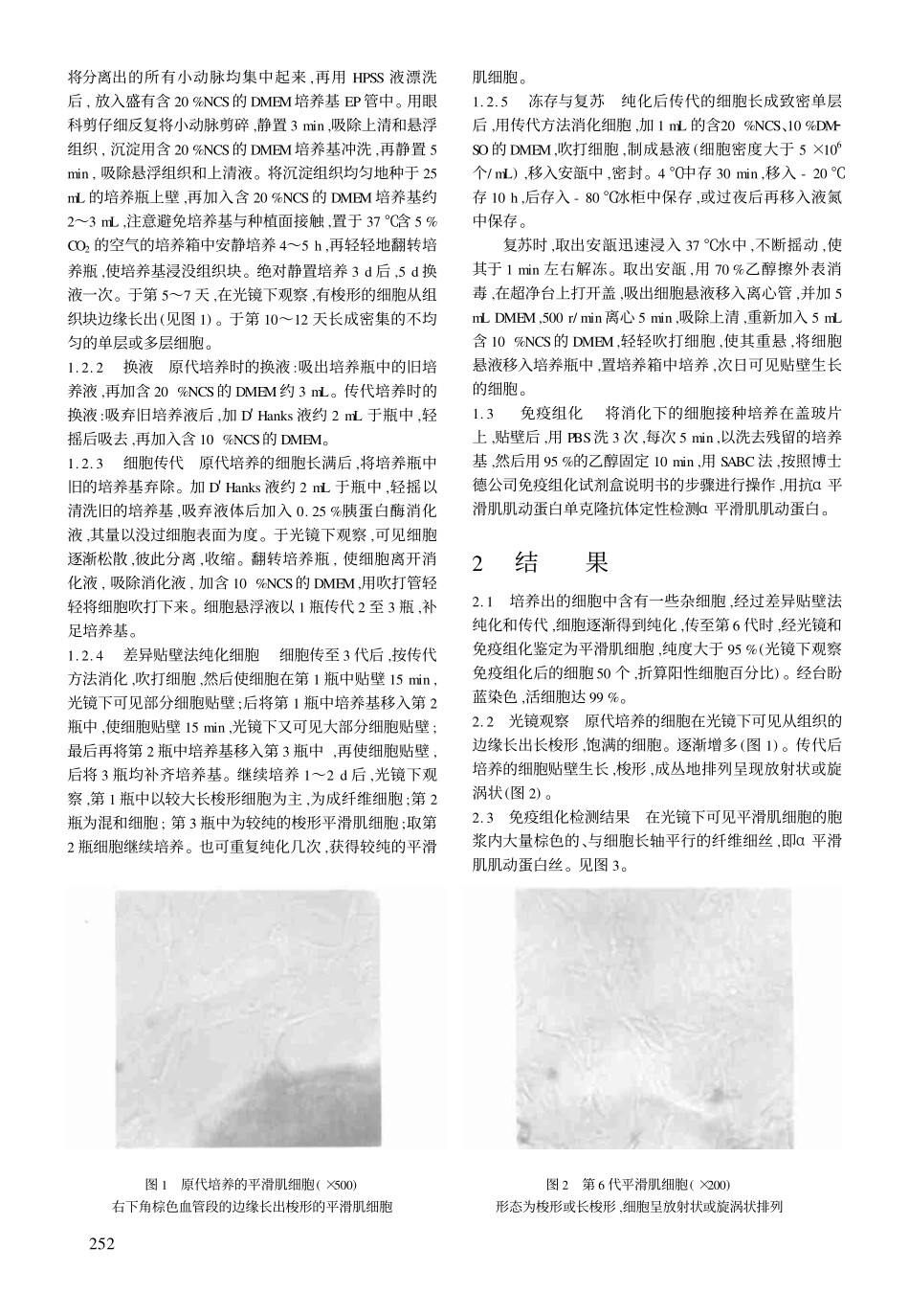 组织块法培养大鼠肠系膜小动脉的平滑肌细胞(1).pdf_第2页