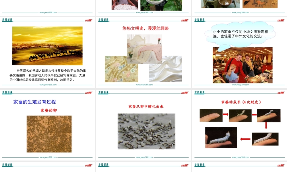 第二节 昆虫的生殖和发育.ppt