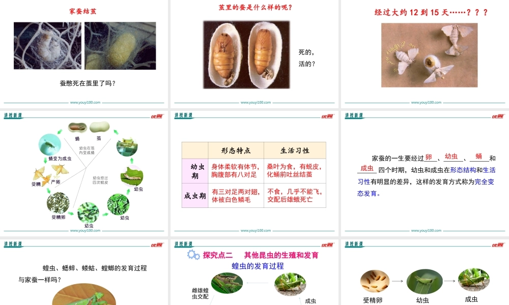 第二节 昆虫的生殖和发育.ppt