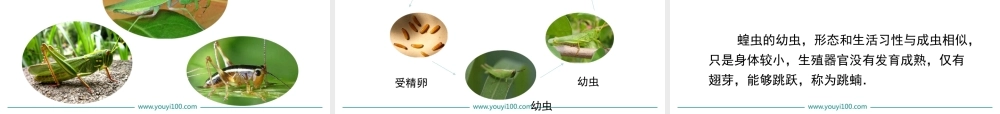 第二节 昆虫的生殖和发育.ppt