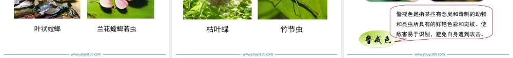 第三节 生物进化的原因.ppt