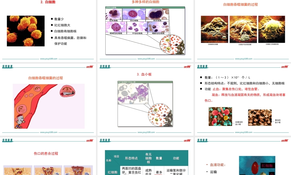 第一节 流动的组织——血液.ppt