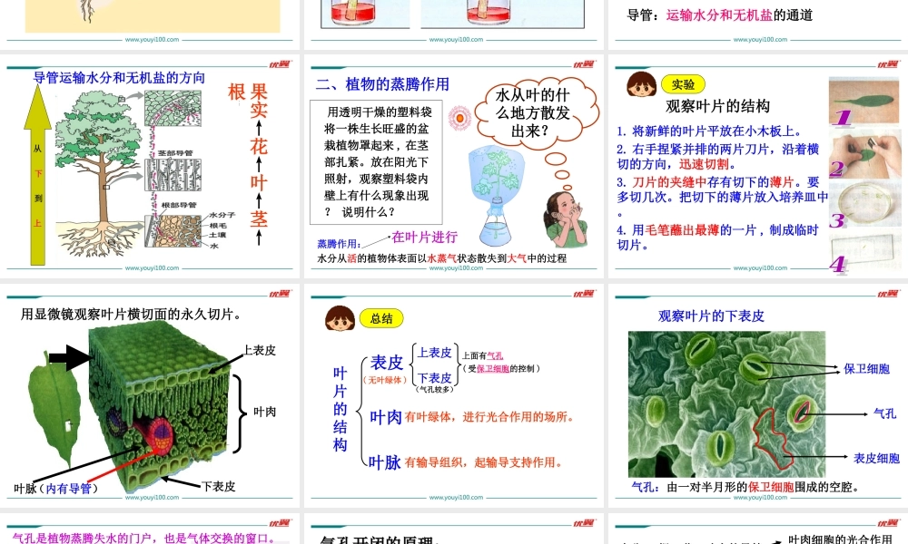 第三章绿色植物与生物圈的水循环.ppt