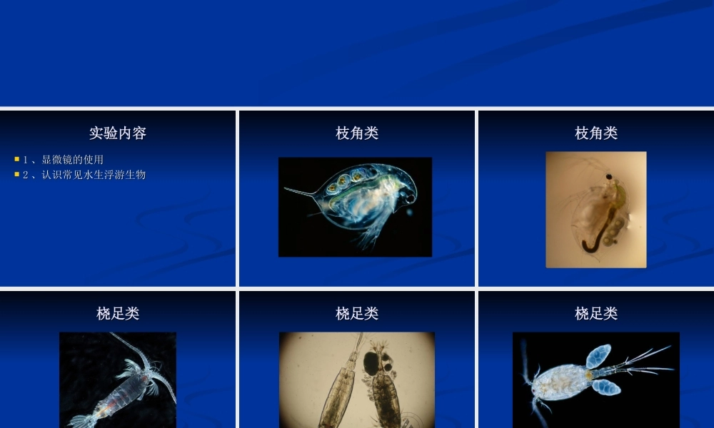 普通生物学实验一.ppt