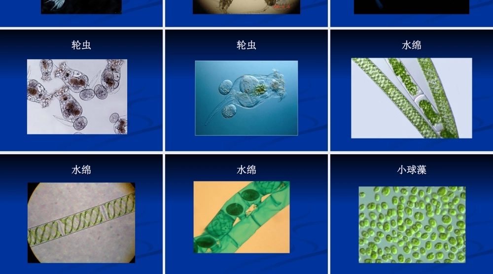 普通生物学实验一.ppt