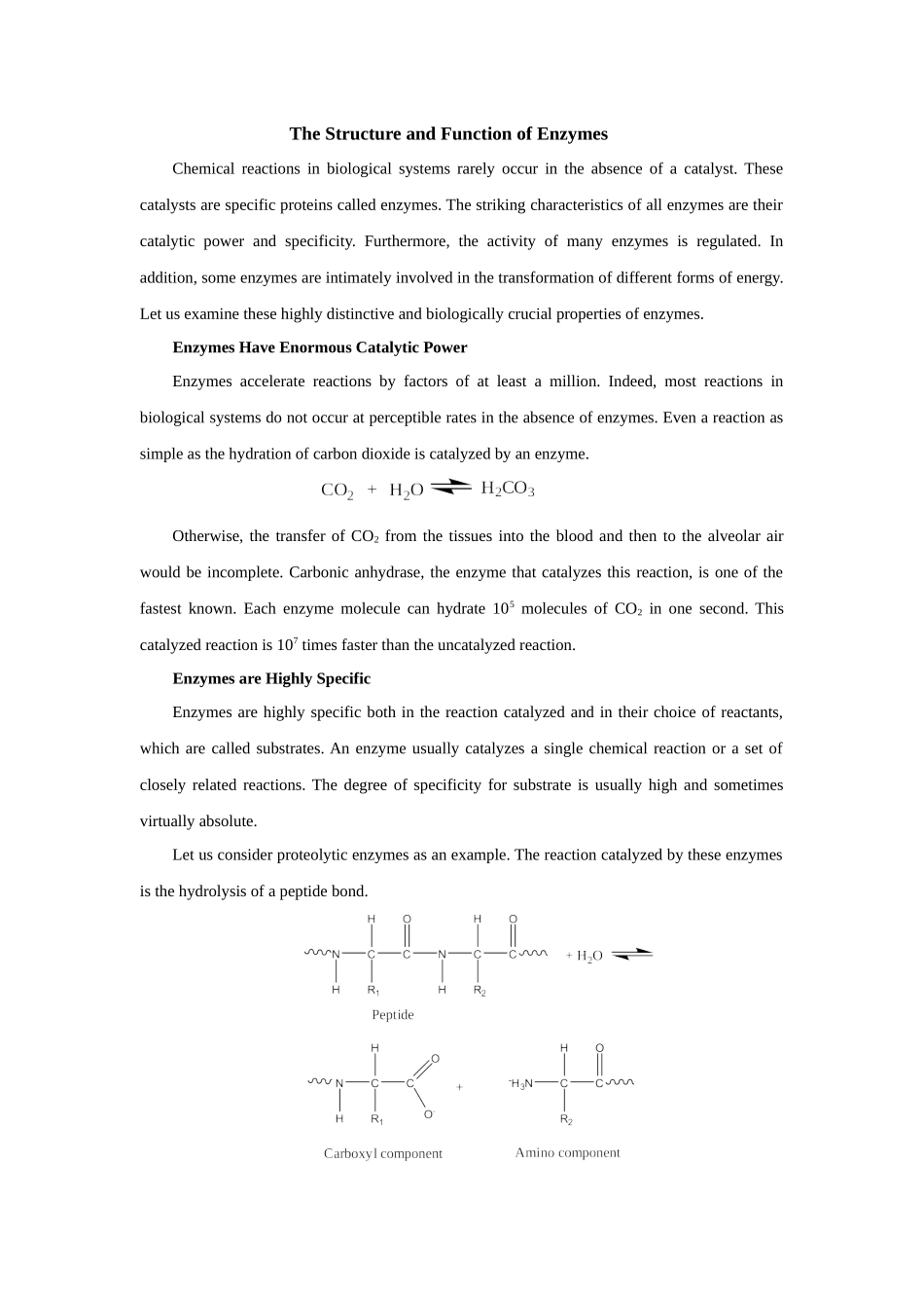 The Structure and Function of Enzymes.docx_第1页