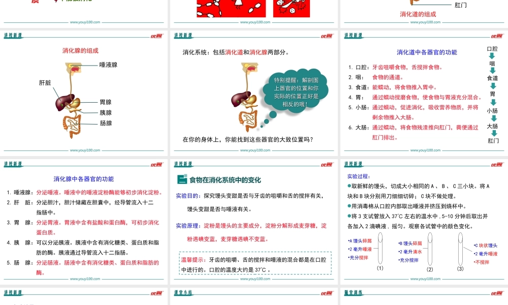 第1课时 人体的消化系统 .ppt