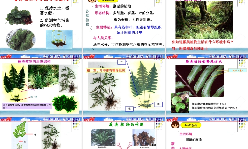 第一节 藻类、苔藓和蕨类植物.ppt