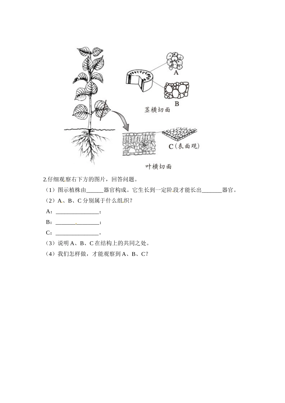 植物体的结构层次 习题2 含答案.doc_第2页