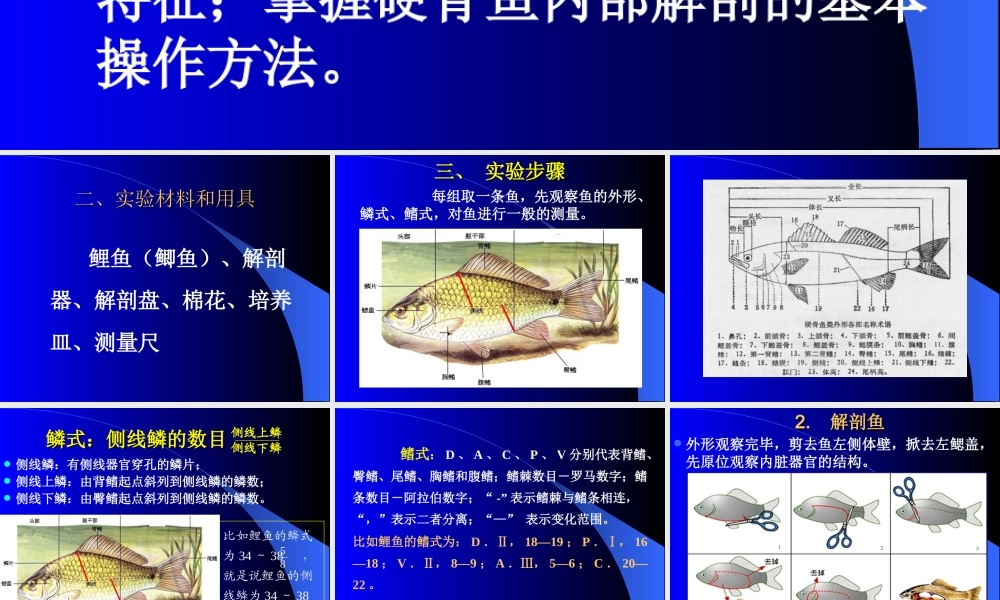 普通生物学试验四 鱼解剖.ppt