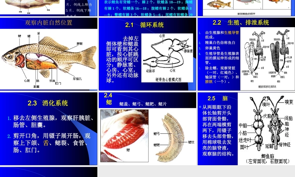 普通生物学试验四 鱼解剖.ppt