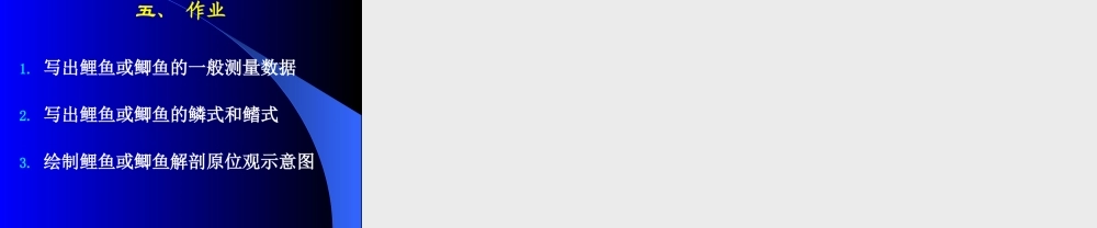 普通生物学试验四 鱼解剖.ppt