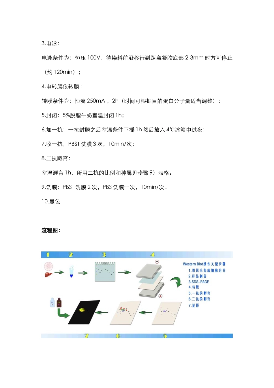蛋白检测篇1-Western Blot(1).docx_第2页